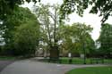 Plane Tree with very thick trunk Canterbury / United Kingdom: 