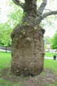 Plane Tree with very thick trunk Canterbury / United Kingdom: 