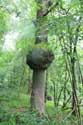 Arbre SOULME  DOISCHE / BELGIQUE: 