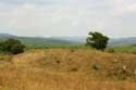 View with tree Sinemorets / Bulgaria: 