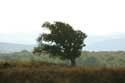 View with tree Sinemorets / Bulgaria: 