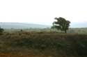 View with tree Sinemorets / Bulgaria: 