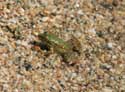 Frogs on Veleka River - near Beach Sinemorets / Bulgaria: 