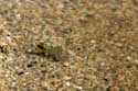 Frogs on Veleka River - near Beach Sinemorets / Bulgaria: 