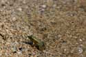 Frogs on Veleka River - near Beach Sinemorets / Bulgaria: 