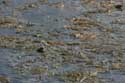 Frogs in pool Sinemorets / Bulgaria: 