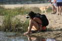 Frogs in pool Sinemorets / Bulgaria: 