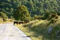 Paarden in Vratsa Balkan Chelopech in Vratza / Bulgarije: 