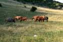 Paarden in Vratsa Balkan Chelopech in Vratza / Bulgarije: 