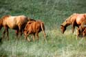 Paarden in Vratsa Balkan Chelopech in Vratza / Bulgarije: 