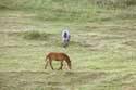 Paarden in Vratsa Balkan Chelopech in Vratza / Bulgarije: 