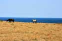 Horses Emona / Bulgaria: 