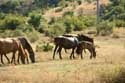 Horses Emona / Bulgaria: 