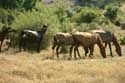 Horses Emona / Bulgaria: 