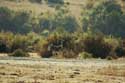 Horses Emona / Bulgaria: 