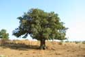 Tree Emona / Bulgaria: 