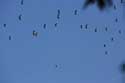 Cigognes dans l'air sur la Via Pontica Izvorishte / Bulgarie: 