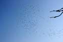 Storks in the air on the Via Pontica Izvorishte / Bulgaria: 