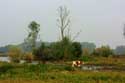 Bourgoyen - Ossemeersen natuurreservaat GENT / BELGI: 