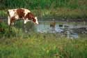 Nature park Bourgoyen - Ossemeersen GHENT picture: 