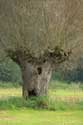 Pollard Willow in Naturepark Bourgoyen - Ossemeersen GHENT picture: 