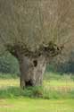 Knotwilg in Bourgoyen - Ossemeersen natuurreservaat GENT / BELGI: 