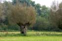 Pollard Willow in Naturepark Bourgoyen - Ossemeersen GHENT picture: 
