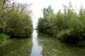 Small river in Bourgoyen GHENT / BELGIUM: 