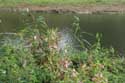Bloemen in Bourgoyen - Ossemeersen GENT foto: 