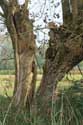 Split Pollard Willow in Bourgoyen - Ossemeersen GHENT / BELGIUM: 