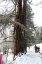 Twins Tree Fribourg / Switzerland: 