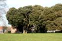 Tree Harwich / United Kingdom: 