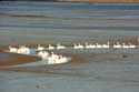 Swans on River Stour Mistley / United Kingdom: 