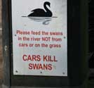 Swans on River Stour Mistley / United Kingdom: 