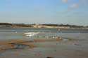 Swans on River Stour Mistley / United Kingdom: 