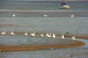Swans on River Stour Mistley / United Kingdom: 