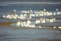 Swans on River Stour Mistley / United Kingdom: 