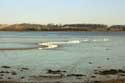 Swans on River Stour Mistley / United Kingdom: 