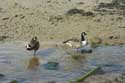 Lac Mistley / Angleterre: 