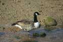 Lake Mistley / United Kingdom: 