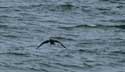 Cormorant Sozopol / Bulgaria: 