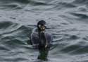 Cormorant Sozopol / Bulgaria: 