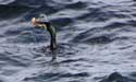 Cormorant Sozopol / Bulgaria: 