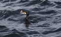 Cormorant Sozopol / Bulgaria: 