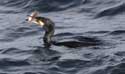 Cormorant Sozopol / Bulgaria: 