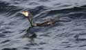 Cormorant Sozopol / Bulgaria: 