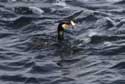 Cormorant Sozopol / Bulgaria: 