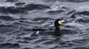 Cormorant Sozopol / Bulgaria: 