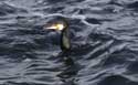 Cormorant Sozopol / Bulgaria: 