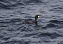 Cormorant Sozopol / Bulgaria: 